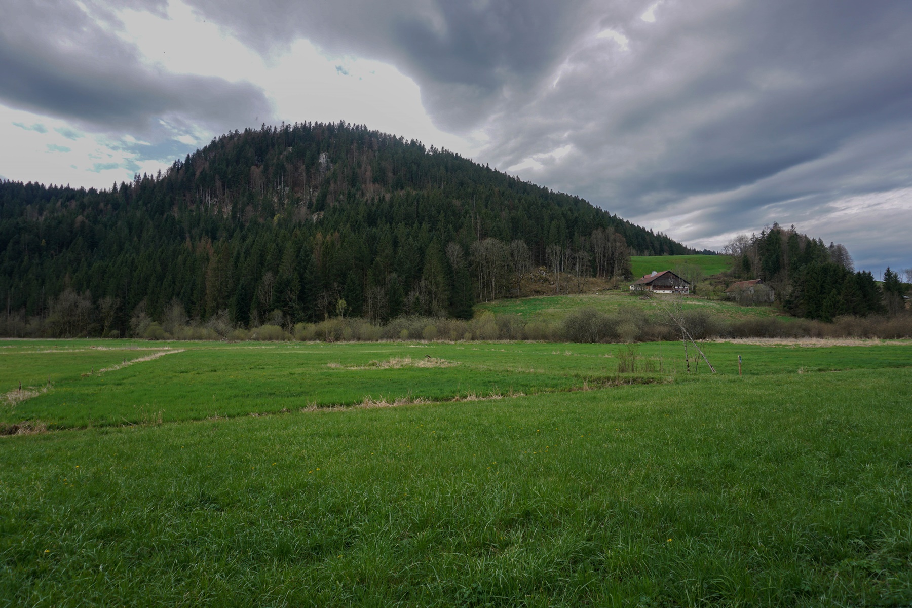 Aller admirer les Fritillaires