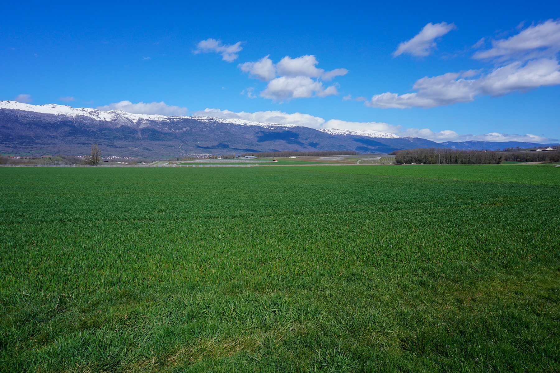 Le vignoble genevois et la Haute Chaîne du Jura