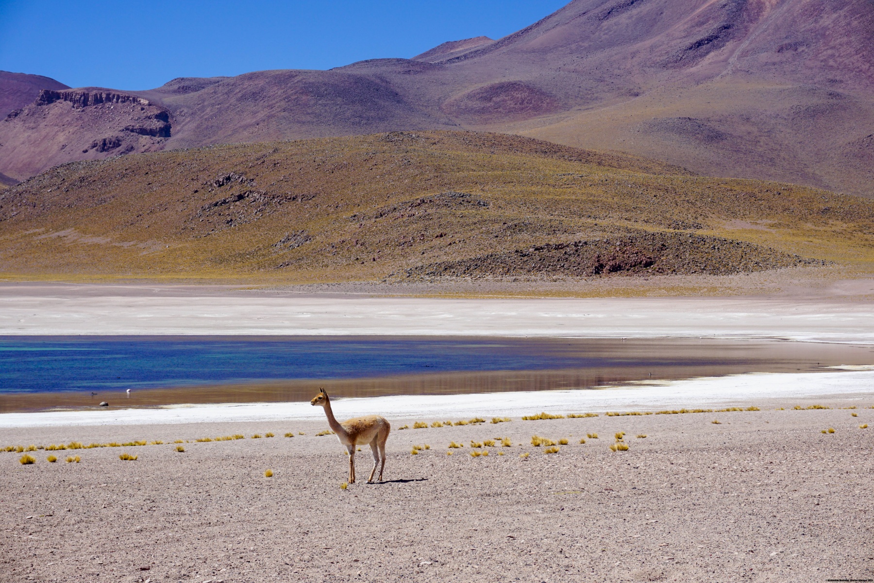 Road trip et haute montagne en Amérique du Sud