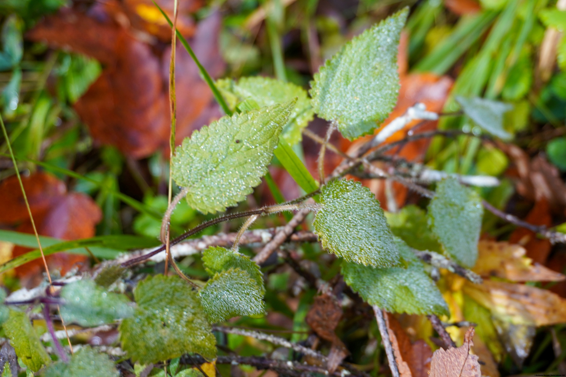 Encore une fois le Mont Racine